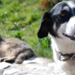 cordoba:-impulsan-un-proyecto-para-prohibir-la-compra-y-venta-de-perros-y-gatos