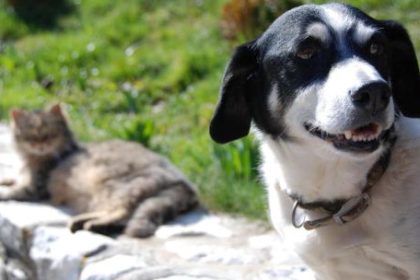 cordoba:-impulsan-un-proyecto-para-prohibir-la-compra-y-venta-de-perros-y-gatos