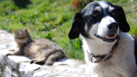 cordoba:-impulsan-un-proyecto-para-prohibir-la-compra-y-venta-de-perros-y-gatos