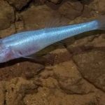 descubrieron-un-“pez-demonio”-debajo-del-area-51-de-alabama