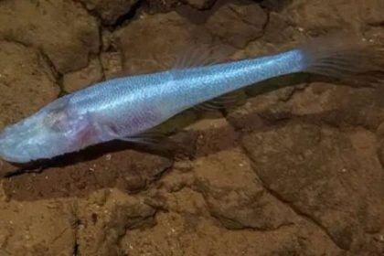 descubrieron-un-“pez-demonio”-debajo-del-area-51-de-alabama
