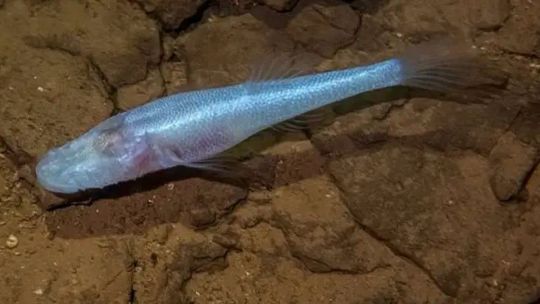 descubrieron-un-“pez-demonio”-debajo-del-area-51-de-alabama