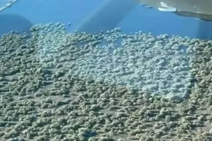 un-terraplen-clandestino-convirtio-un-rio-correntino-en-un-gigantesco-embalse-artificial