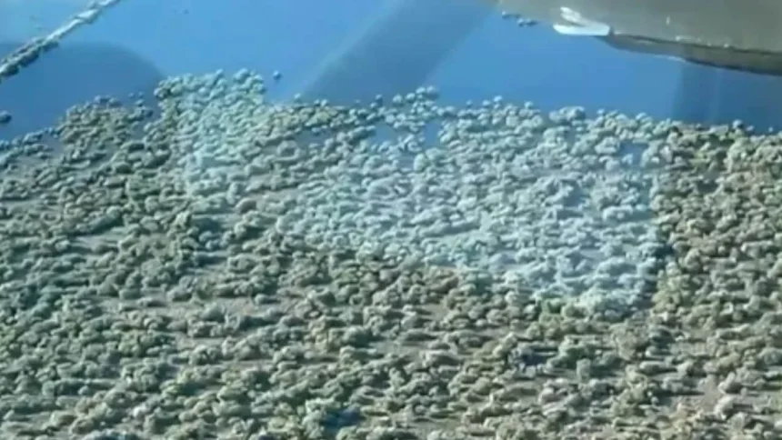 un-terraplen-clandestino-convirtio-un-rio-correntino-en-un-gigantesco-embalse-artificial