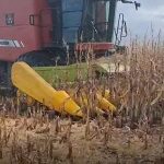 “desesperacion-por-cosechar”:-en-solo-4-dias-se-trillaron-70.000-hectareas-de-maiz,-antes-de-la-vuelta-de-las-lluvias