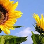 el-mercado-del-girasol-argentino-atraviesa-un-escenario-“inmejorable”:-es-el-sector-“que-mas-ha-crecido-en-sus-exportaciones”