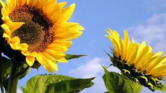 el-mercado-del-girasol-argentino-atraviesa-un-escenario-“inmejorable”:-es-el-sector-“que-mas-ha-crecido-en-sus-exportaciones”