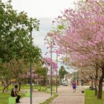 concurso-de-fotos-de-arboles-florecidos:-como-participar-por-un-iphone-17