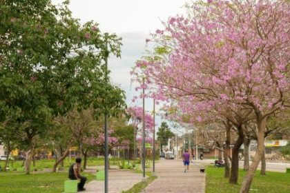 concurso-de-fotos-de-arboles-florecidos:-como-participar-por-un-iphone-17