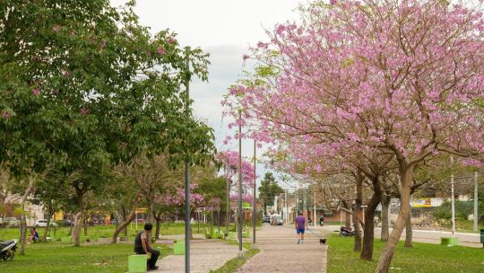 concurso-de-fotos-de-arboles-florecidos:-como-participar-por-un-iphone-17