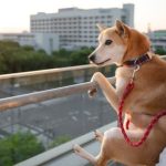 en-caba,-las-viviendas-aptas-para-mascotas-son-mas-buscadas-que-las-que-tienen-pileta-y-otros-amenities