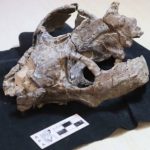 un-fosil-argentino-cambiaria-por-completo-la-historia-de-los-mamiferos:-descubren-que-podian-parir-mucho-antes-de-lo-pensado