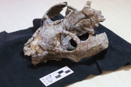 un-fosil-argentino-cambiaria-por-completo-la-historia-de-los-mamiferos:-descubren-que-podian-parir-mucho-antes-de-lo-pensado