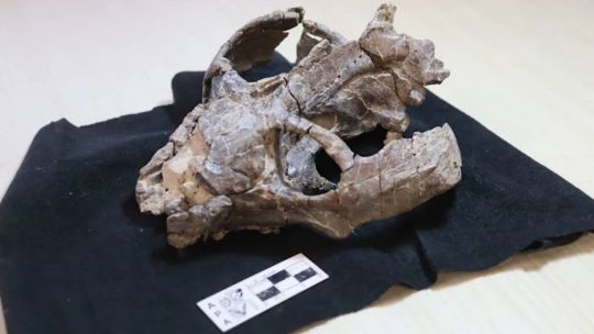 un-fosil-argentino-cambiaria-por-completo-la-historia-de-los-mamiferos:-descubren-que-podian-parir-mucho-antes-de-lo-pensado