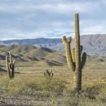 el-parque-nacional-los-cardones-deslumbra-con-sus-cactus-gigantes-en-los-valles-calchaquies