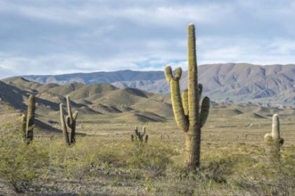 el-parque-nacional-los-cardones-deslumbra-con-sus-cactus-gigantes-en-los-valles-calchaquies