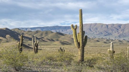 el-parque-nacional-los-cardones-deslumbra-con-sus-cactus-gigantes-en-los-valles-calchaquies