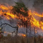 tres-millones-de-hectareas-incendiadas-pasaron-de-areas-naturales-a-usos-productivos