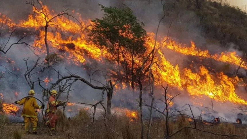 tres-millones-de-hectareas-incendiadas-pasaron-de-areas-naturales-a-usos-productivos