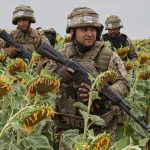 el-precio-de-un-cultivo-que-vive-un-boom-en-argentina-vuelve-a-niveles-que-no-se-veian-desde-los-comienzos-de-la-guerra-entre-rusia-y-ucrania