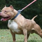 brutal-ataque-de-un-perro-a-un-nino-de-3-anos:-recibio-65-puntos-en-el-rostro