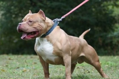 brutal-ataque-de-un-perro-a-un-nino-de-3-anos:-recibio-65-puntos-en-el-rostro