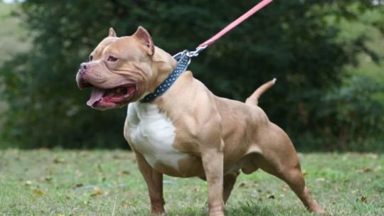 brutal-ataque-de-un-perro-a-un-nino-de-3-anos:-recibio-65-puntos-en-el-rostro