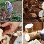 reduccion-del-iva-al-almidon:-beneficiara-a-mas-de-10-mil-productores-e-industrias-y-el-primero-que-lo-percibira-sera-el-consumidor-en-gondola