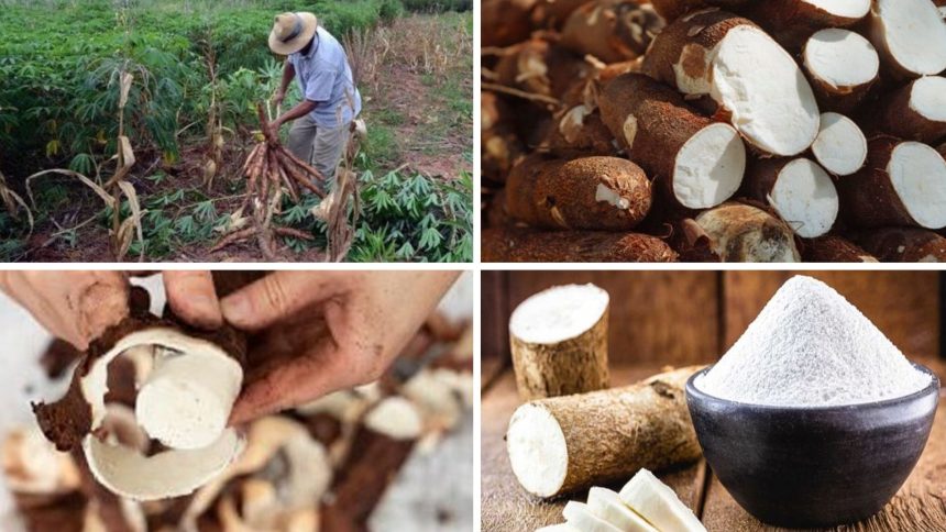 reduccion-del-iva-al-almidon:-beneficiara-a-mas-de-10-mil-productores-e-industrias-y-el-primero-que-lo-percibira-sera-el-consumidor-en-gondola