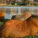 nordelta-busca-avanzar-con-nuevas-urbanizaciones-mientras-crece-la-oposicion-ambiental