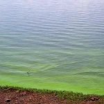 detectan-cianobacterias-en-17-municipios-bonaerenses-y-activaron-la-alerta-sanitaria