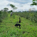 agroecologia:-la-yerba-mate-se-integra-a-un-sistema-productivo-donde-la-biodiversidad-es-una-aliada