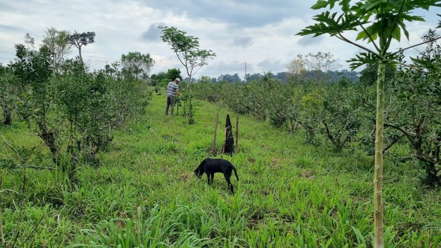 agroecologia:-la-yerba-mate-se-integra-a-un-sistema-productivo-donde-la-biodiversidad-es-una-aliada