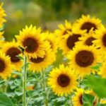 el-campo-aporto-u$s-28.165-millones-en-el-primer-semestre:-las-razones-que-llevaron-al-girasol-a-ser-la-sorpresa