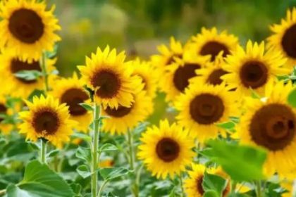 el-campo-aporto-u$s-28.165-millones-en-el-primer-semestre:-las-razones-que-llevaron-al-girasol-a-ser-la-sorpresa