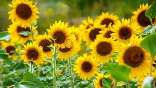 el-campo-aporto-u$s-28.165-millones-en-el-primer-semestre:-las-razones-que-llevaron-al-girasol-a-ser-la-sorpresa