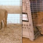 leones-y-tigres-del-zoologico-de-lujan:-como-es-su-nueva-vida-en-santuarios-de-sudafrica-y-estados-unidos