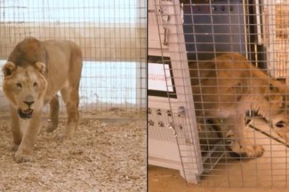 leones-y-tigres-del-zoologico-de-lujan:-como-es-su-nueva-vida-en-santuarios-de-sudafrica-y-estados-unidos