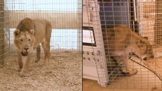leones-y-tigres-del-zoologico-de-lujan:-como-es-su-nueva-vida-en-santuarios-de-sudafrica-y-estados-unidos