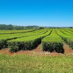 coprote-|-los-productores-de-te-rechazaron-la-oferta-de-la-industria-de-$103-por-kilo-y-pasaron-a-un-cuarto-intermedio