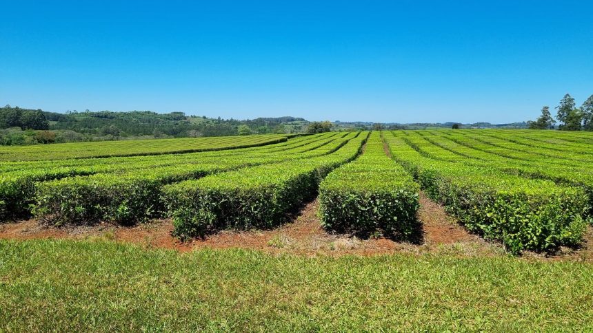 coprote-|-los-productores-de-te-rechazaron-la-oferta-de-la-industria-de-$103-por-kilo-y-pasaron-a-un-cuarto-intermedio