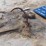 el-misterio-de-la-joven-enterrada-como-“vampiro”-en-polonia:-una-hoz-en-el-cuello-y-un-candado-para-impedir-que-regresara-de-la-muerte