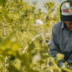 la-cachuera-encabeza-el-ranking-de-exportadores-de-yerba-mate-en-un-contexto-de-crecimiento-de-las-ventas-al-exterior