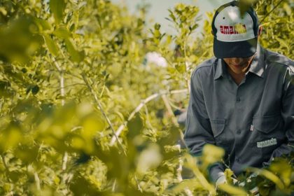 la-cachuera-encabeza-el-ranking-de-exportadores-de-yerba-mate-en-un-contexto-de-crecimiento-de-las-ventas-al-exterior