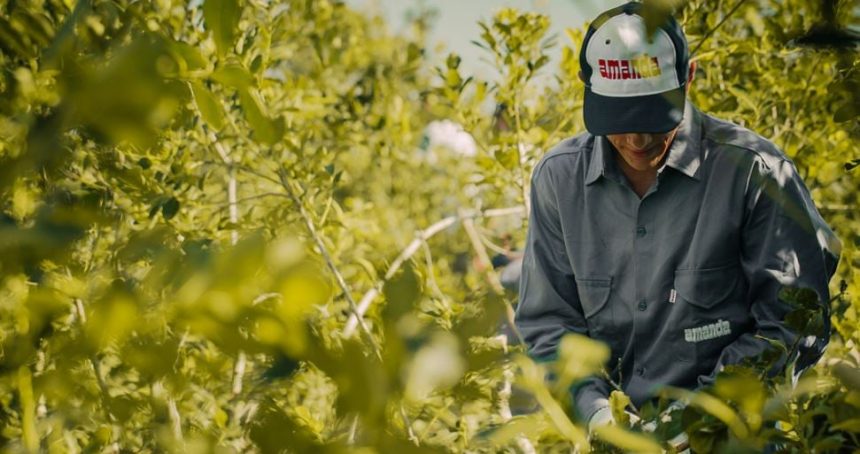 la-cachuera-encabeza-el-ranking-de-exportadores-de-yerba-mate-en-un-contexto-de-crecimiento-de-las-ventas-al-exterior