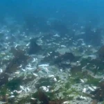 un-buzo-registro-restos-de-langostino-y-merluza-descartados-en-el-fondo-del-golfo-nuevo