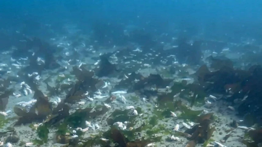 un-buzo-registro-restos-de-langostino-y-merluza-descartados-en-el-fondo-del-golfo-nuevo