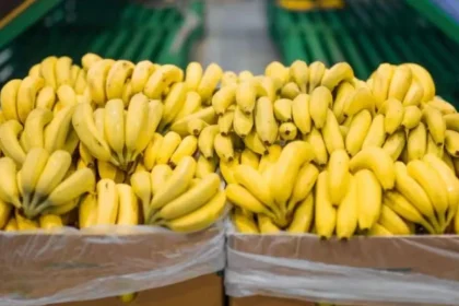 el-gobierno-desregulo-una-norma-y-pone-en-alerta-a-los-productores-de-banana-de-salta-y-jujuy