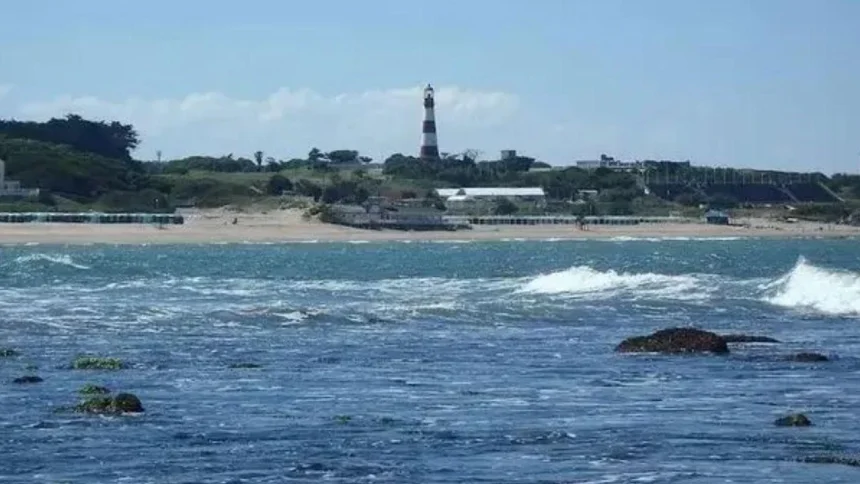 la-bajante-dejo-al-descubierto-un-ecosistema-unico-frente-a-mar-del-plata