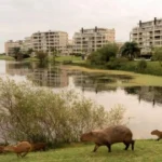 costantini-quiere-duplicar-la-poblacion-de-nordelta-y-enfrenta-una-nueva-disputa-ambiental